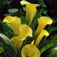 Бульби Кала Cameo 12/14 (1 шт.)