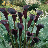 Бульби Калла Schwarzwalder 12/14 (1 шт.)