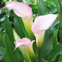 Бульби Кала Crystall Blush 12/14 (1 шт.)