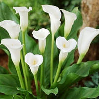 Клубни Калла Caddes