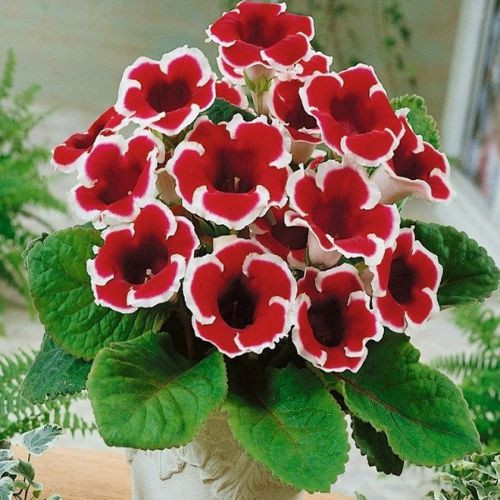 Бульби Глоксинія Kaiser Friedrich