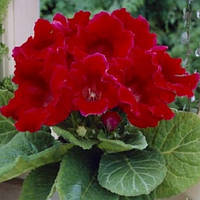 Бульби Глоксинія Crispa Meteor