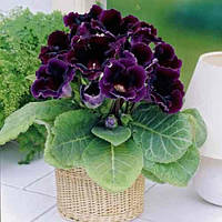 Бульби Глоксинія Hollywood