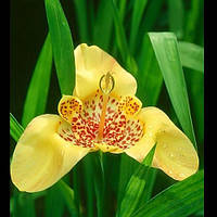 Цибулини Тигридия ЖОВТА 7/+ (1 шт.)