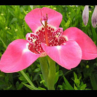 Цибулини Тигридия РОЖЕВА 7/+ (1 шт.)