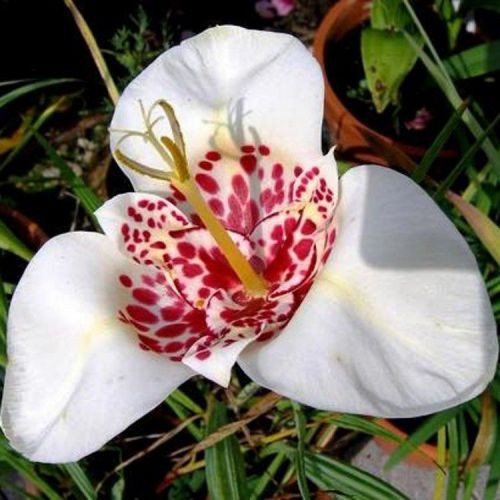 Цибулини Тигридия БІЛА 7/+ (1 шт.)