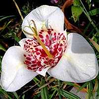 Цибулини Тигридия БІЛА 7/+ (1 шт.)