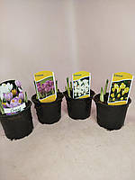 Крокус мікс