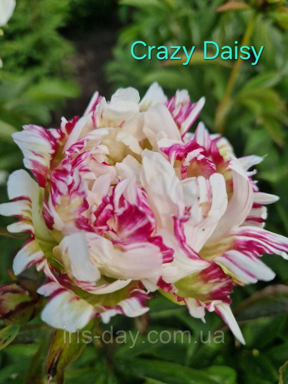 Пион  Crazy Daisy (Klehm 1995 ), фото 1
