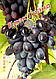Саджанці винограду середньо-пізнього терміну дозрівання сорти винограду Блек Гранд, фото 2