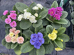 ПРИМУЛА махрова мікс