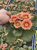 ПРИМУЛА квіткова мікс