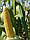 Насіння кукурудзи цукрова бондюель Багратіон F1 (Україна), 100 гр, фото 4