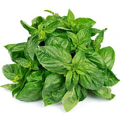 Базилік Зелений 0.5 грн Inter Seeds