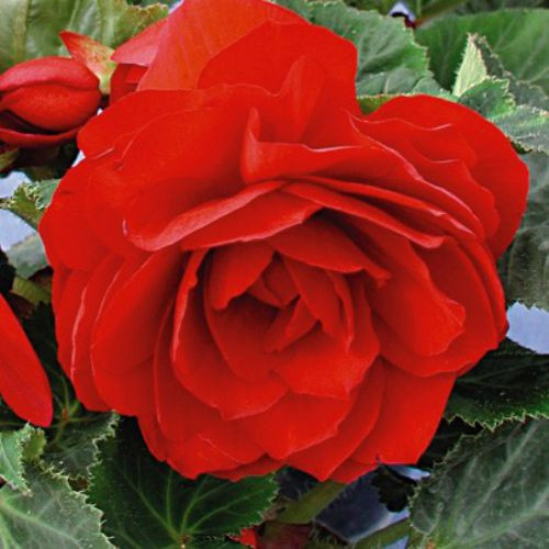 Бульби БЕГОНІЯ червона махрова, фото 1