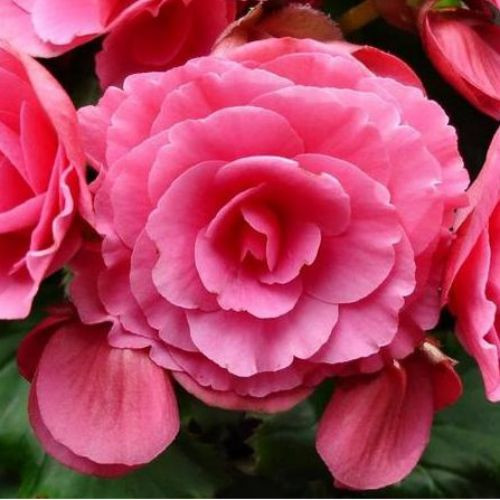 Бульби БЕГОНІЯ махрова рожева