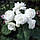 Бульби БЕГОНІЯ махрова біла, фото 4