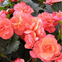 Бульби БЕГОНІЯ махрова лососева