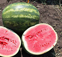 Насіння кавуна Арашан (ВДЛ 5003), 1000 насінин.