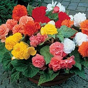 Бегонія махрова