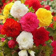 Бегонія фімбріата