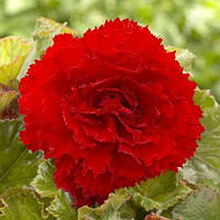 Полуни Бегонії фімб.червона 5/+