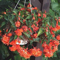 Бульби БЕГОНІЯ амп помаранчева