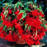 Полуни БЕГОНІЯ амп червона