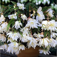 Бульби БЕГОНІЯ біла ампельна