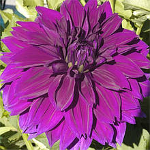 Жоржина гігантська Thomas A Edisson