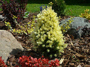 Ялина коніка Вайт Дейзі \ Picea glauca Daisy White ( С2л) саджанці, фото 2