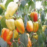 Насіння перцю Барбі, 500 шт.