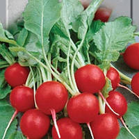 Насіння Редіс Ілка, 500гг.