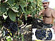Саджанці винограду пізнього сорту Альфонс Лавалле (Сливовий), фото 2