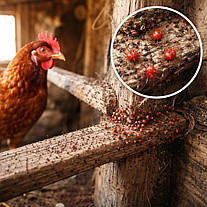 Як підготувати курник до сезону кліщів: покроковий план для господаря