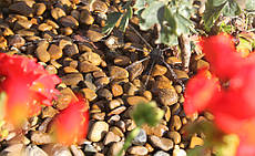 Система поливу та крапельне зрошення у Погребах 2