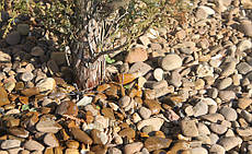 Система поливу та крапельне зрошення у Погребах 4