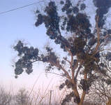 Видалення омели, обрізання омели, фото 5