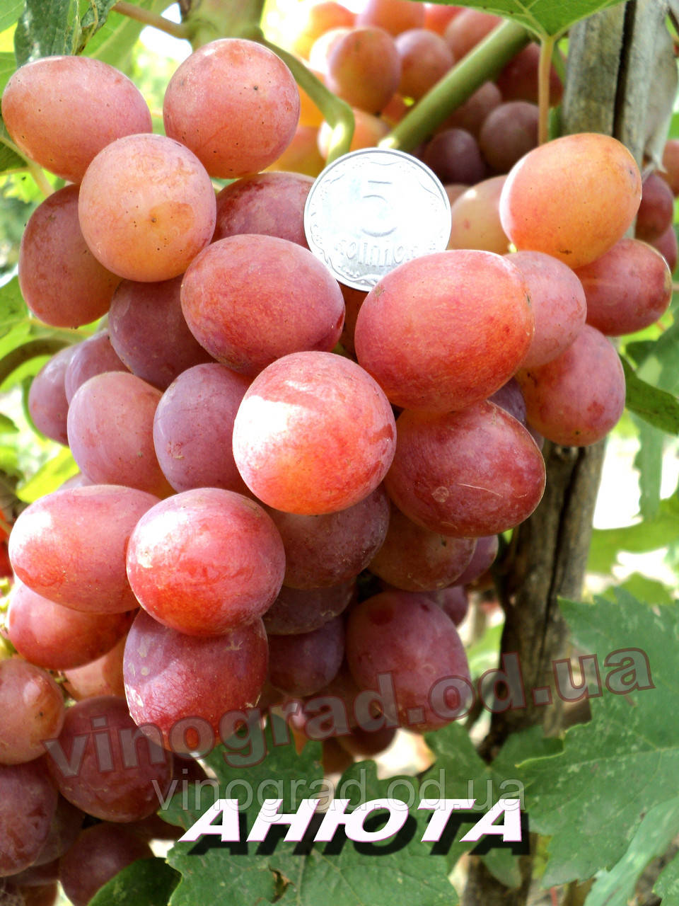 Саджанці винограду середньо-здового терміну дозрівання сорту Анюта
