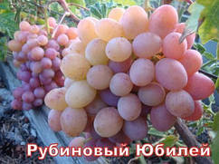Саджанці винограду, середнього терміну дозрівання сорти Рубіновий Ювілей