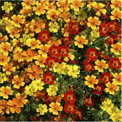 Насіння Чорнобривці "Палаюча зірка" суміш 0,2 г