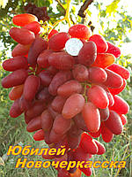 Саджанці винограду раннього терміну дозрівання сорти Ювілей Новочеркаська