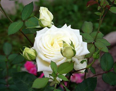 Саженец роз чайно-гибридной АВАЛАНЖ - фото 4 - id-p33241268