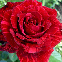 Саженцы розы чайно-гибридная Ред Интуишн класс А