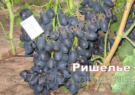 Саджанці винограду дуже раннього терміну дозрівання сорти Рішельє