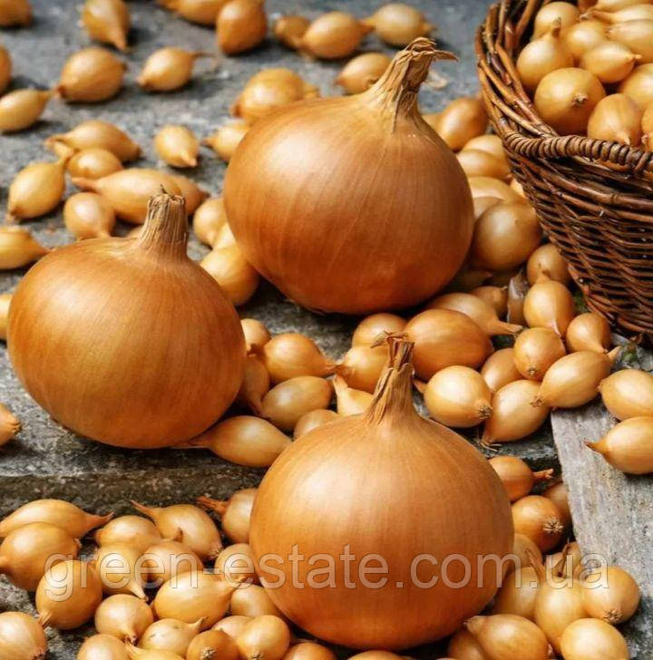 Цибуля сіянка Болеро 12/16 (10кг/міш)