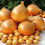 Цибуля сіянка Штудгарт кругла, 14/17 (10кг/міш)