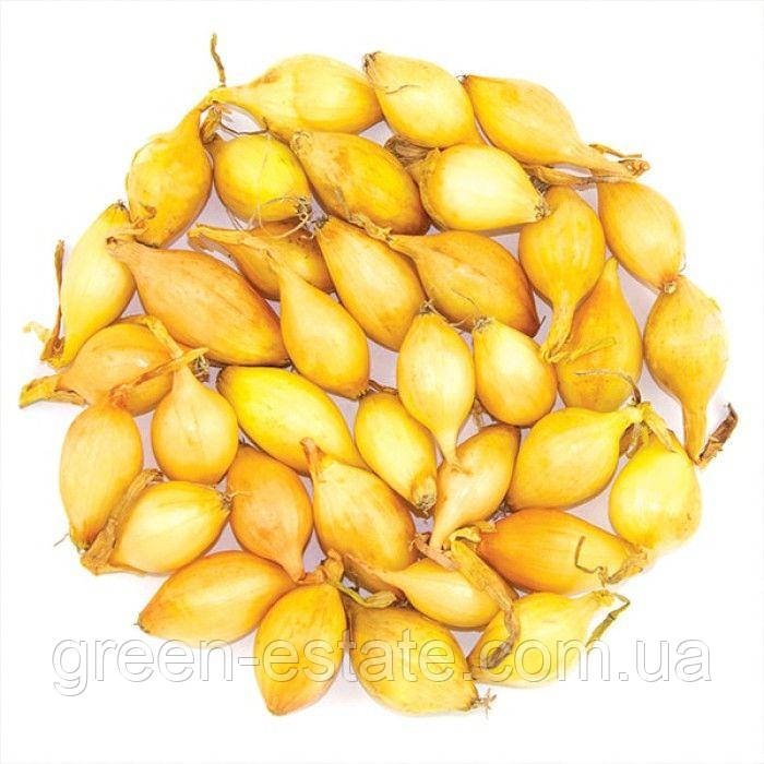 Цибуля сіянка Купідо жовта, округло-видовжена, 8/21 (10кг/міш)