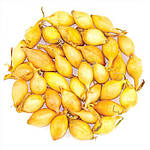 Цибуля сіянка Купідо жовта, округло-видовжена, 8/21 (10кг/міш)