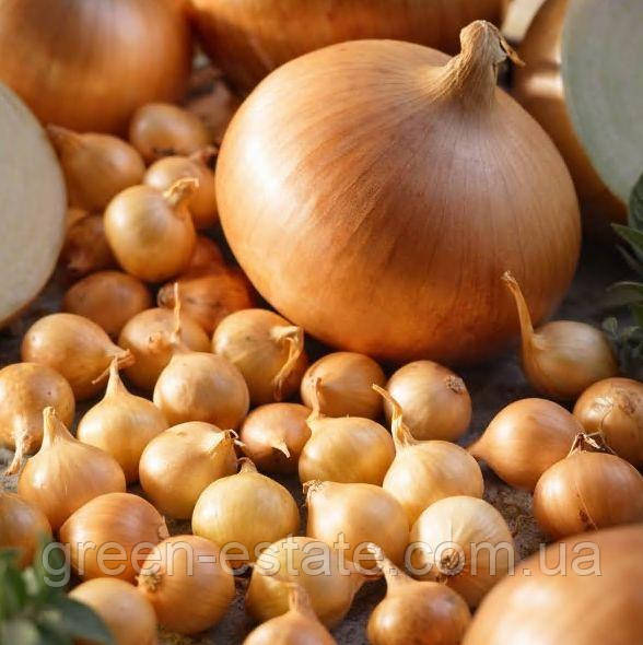 Цибуля сіянка Тріумф жовта, округло-овальна, 12/16 (10кг/міш)